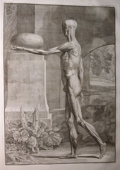Albinus I, Pl. IX: Spierstelsel, illustratie uit 